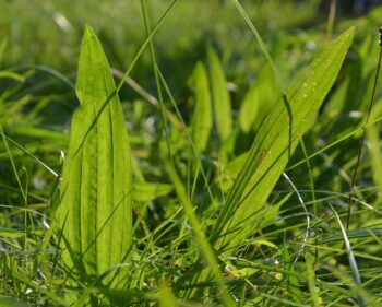 Bekijk deze afbeelding van Wie groeit daar - Waterweegbree op KV De Goudse Peddel
